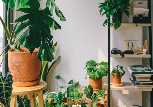 The Benefits  Of Houseplants